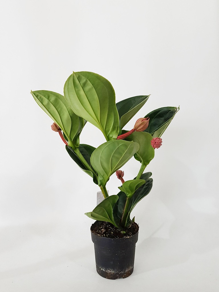 MEDINILLA WSPANIAŁA wys.: 50cm