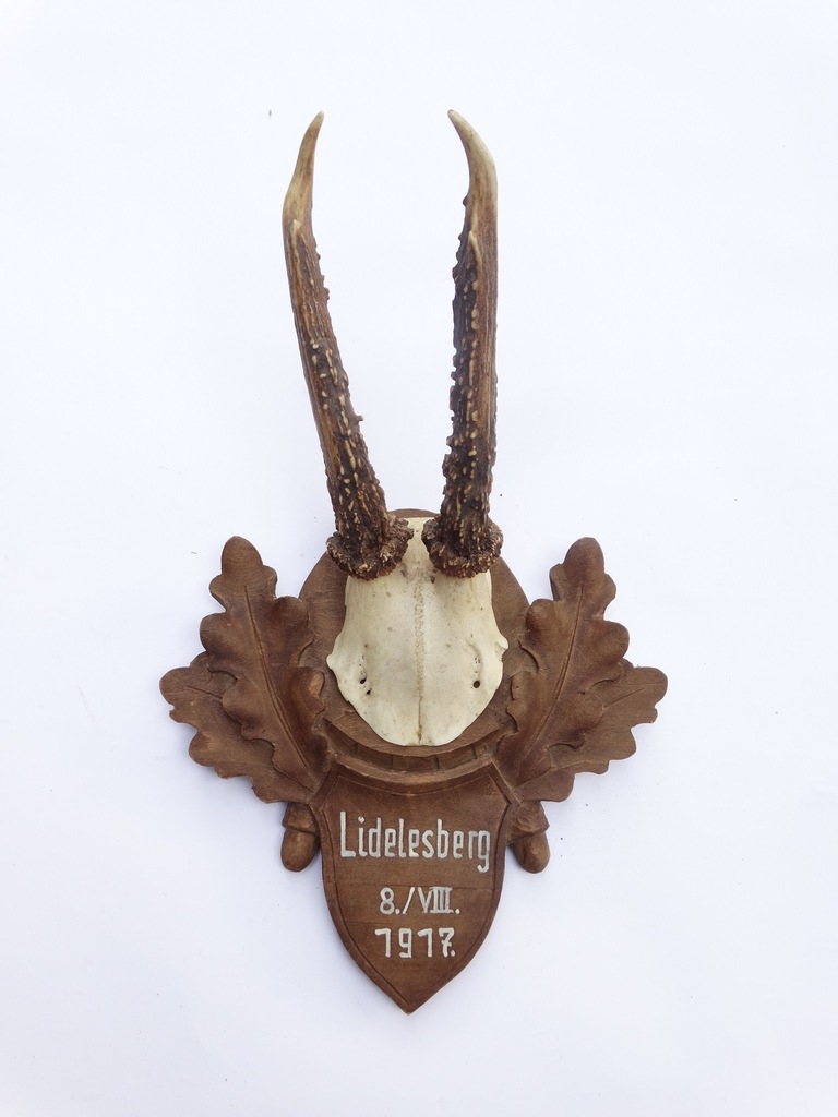 Poroże parostki kozioł selekcyjny 1918 r.