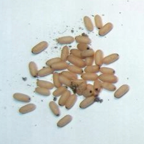 [Mrówki] Poczwarki Lasius niger (10szt.)
