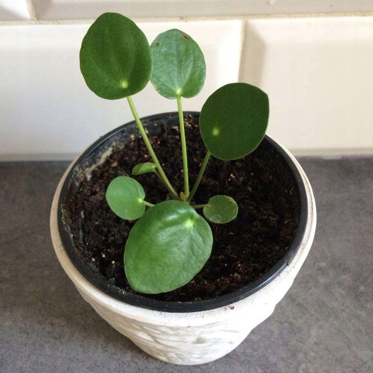 Pieniążek Pilea Peperomioides sadzonka kwiat