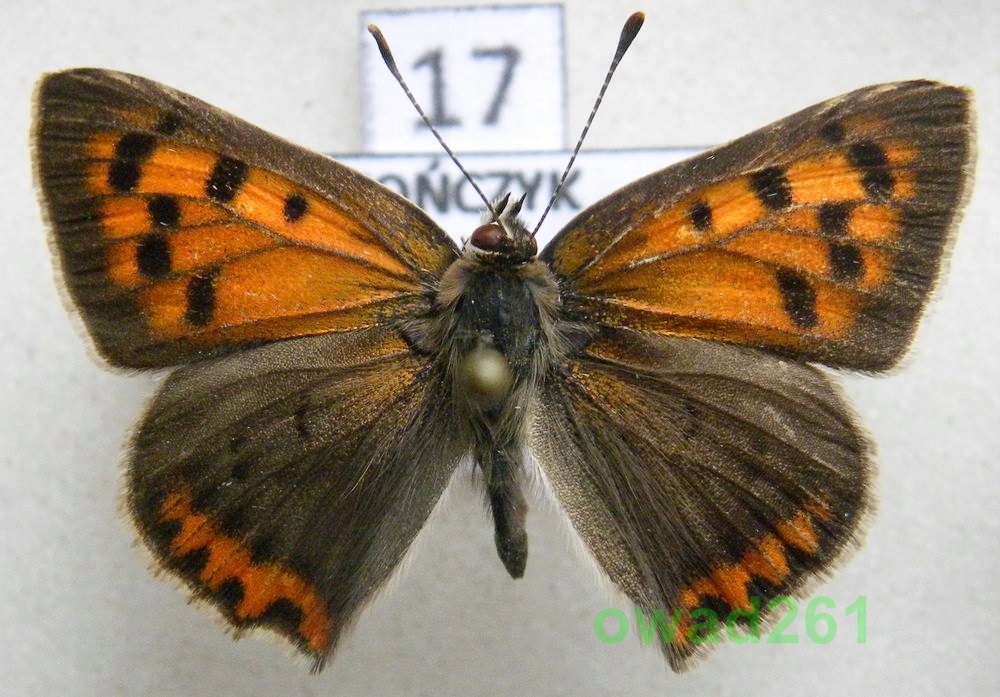 Lycaena phlaeas Czerwończyk żarek IIpok. samiec17