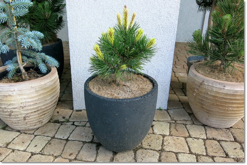 Pinus mugo Misty - Unikat !!!