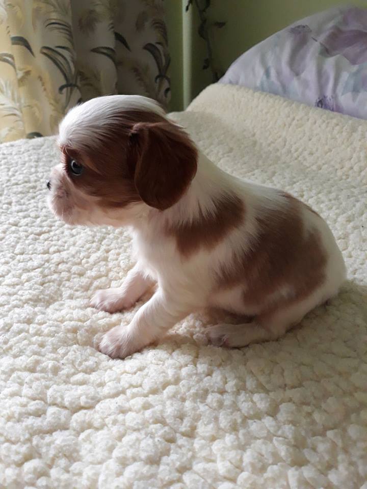 Cavalier King Charles Spaniel - suczka blenheim