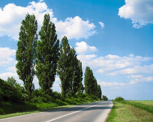 Topola włoska sadz 40-70 cm 10 szt szpalery