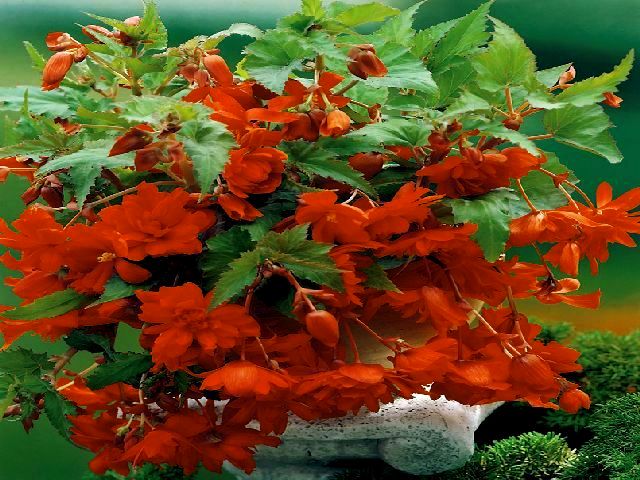 BEGONIA KASKADOWA ZWISAJĄCA POMARAŃCZOWA 1 szt *B