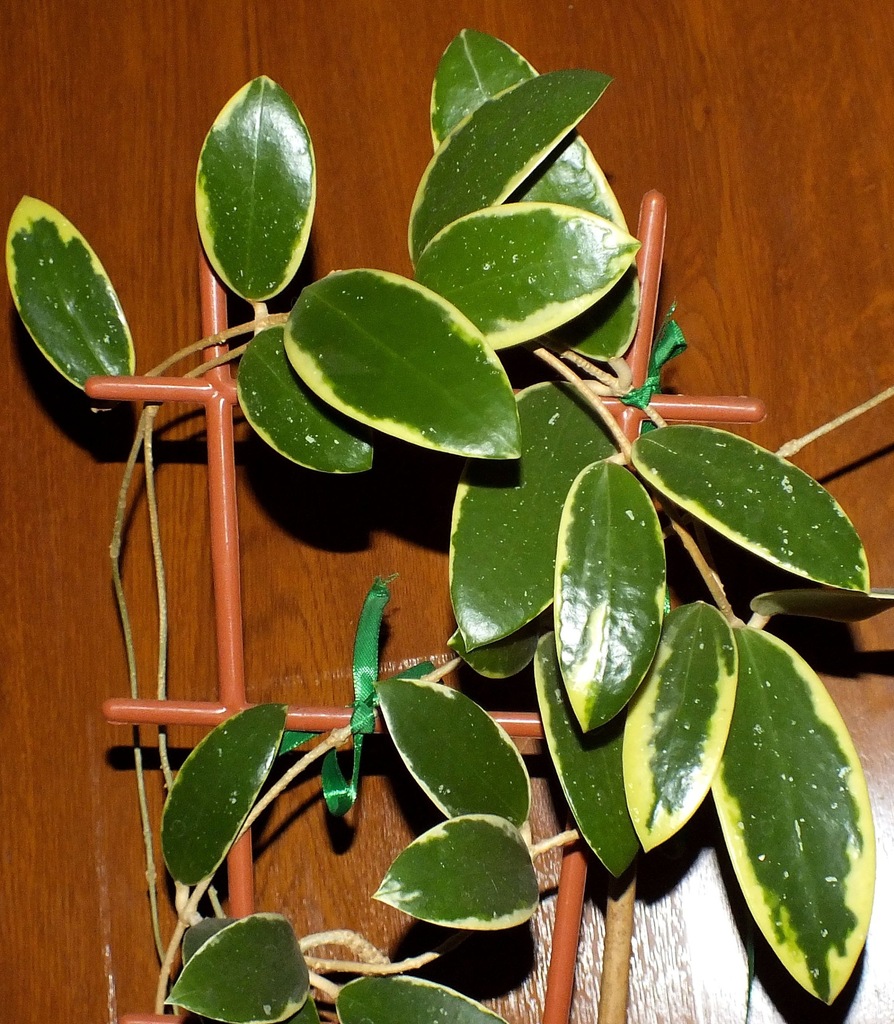 Hoya PARASITICA VARIEGATA / ACUTA hoja