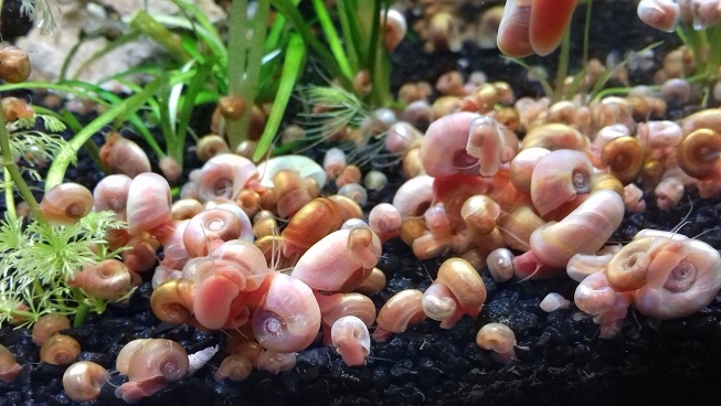 Planorbella ślimak zatoczki Pink kolcobrzuch 70szt