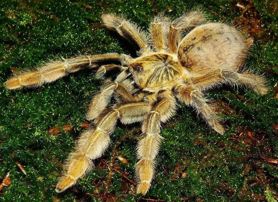 Augacephalus junodi dorosła samica