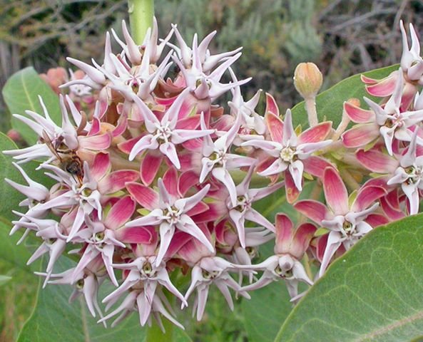 **Trojeść okazała-Asclepias speciosa*