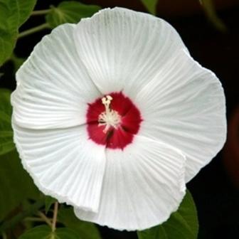 HIBISKUS BYLINOWY BIAŁY _ _SADZONKA w P9
