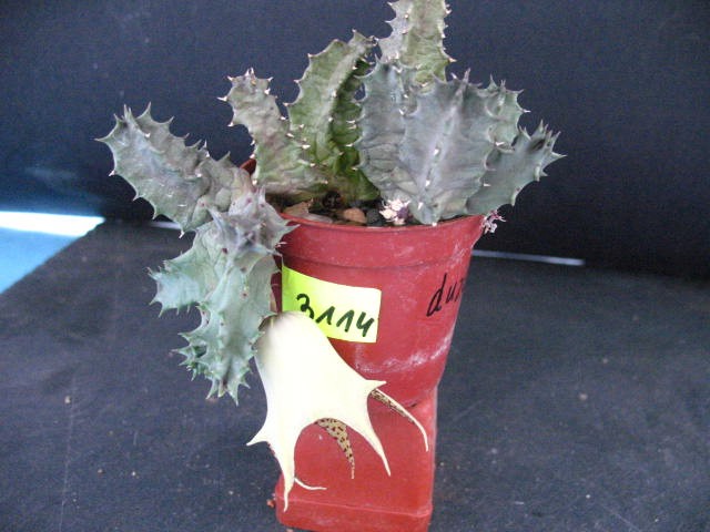 Kaktusy Huernia barbata sadzonki