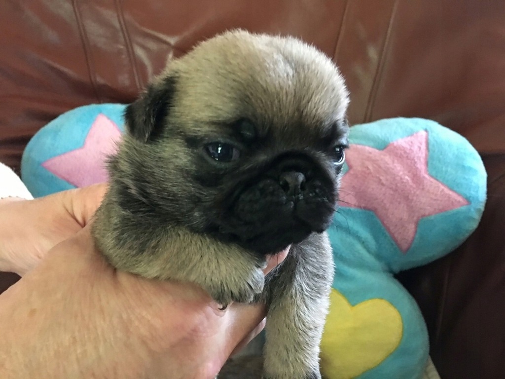 Mops Mopsy Po Champ. Znakomity Rod. FCI ZKwP Wawa 7494043610