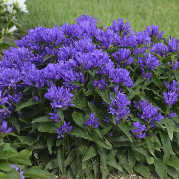 Dzwonek skupiony Bellefleur Blue P9 producent
