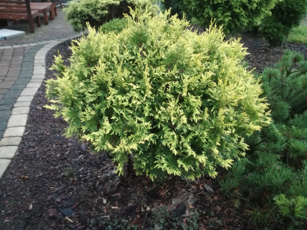 Duże krzewy ozdobne thuja, rododendron, irga