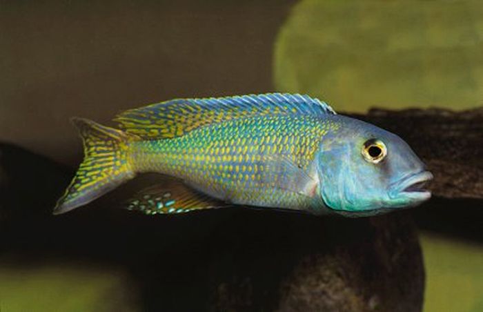 BUCCOCHROMIS LEPTURUS - F1 3-5CM