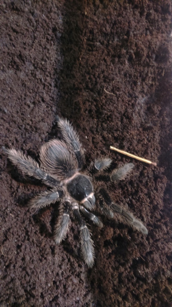 Lasiodora Parahybana L11 - 5 sztuk wraz z boxami