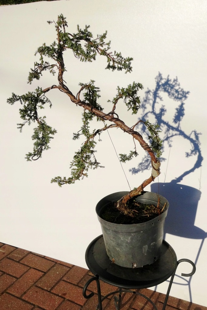 DRZEWKO BONSAI Jałowiec pospolity JUNIPERUS nr 10