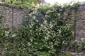 POWOJNIK CLEMATIS-Paul Farges -P-11 -OD ROSAPOL!!