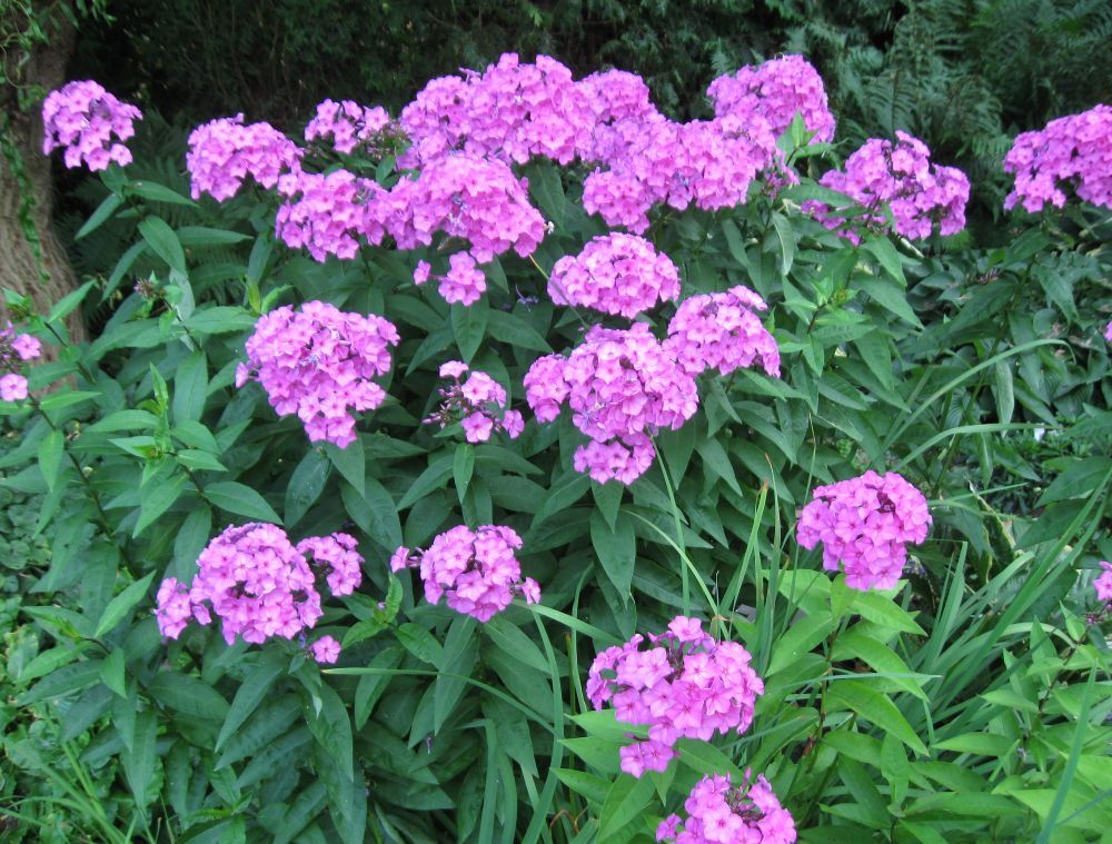 Floks byliny wieloletnie ogrody naturalistyczne