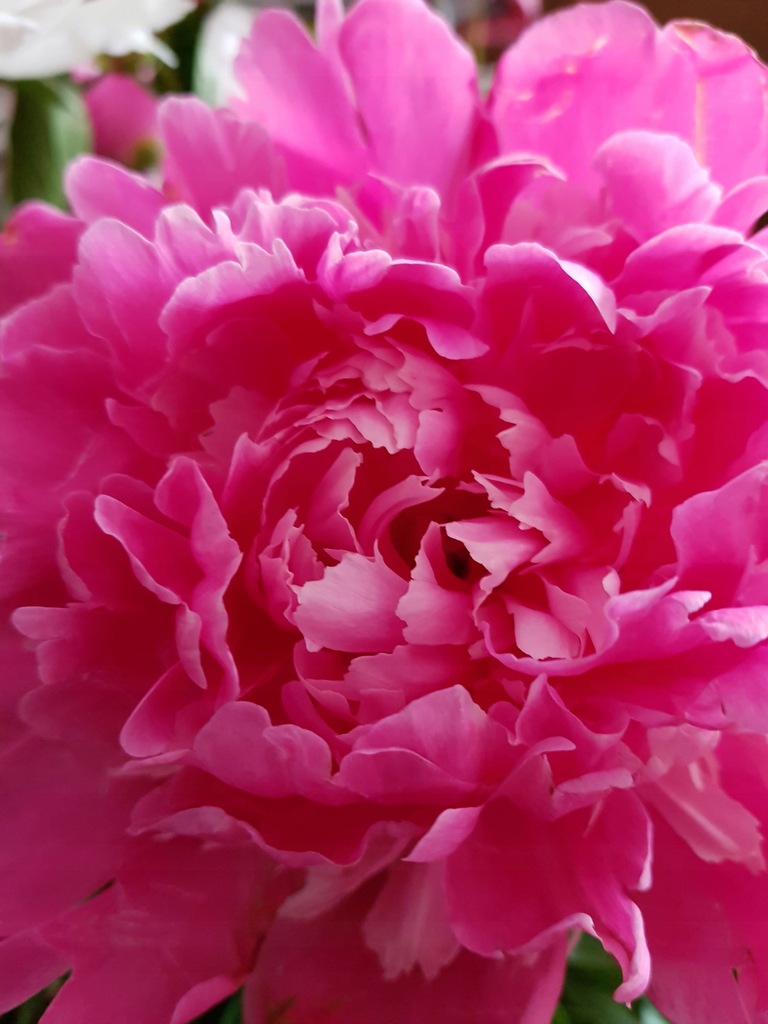 PIWONIA PEONIA -- sadzonki-BARDZO STARA ODMIANA