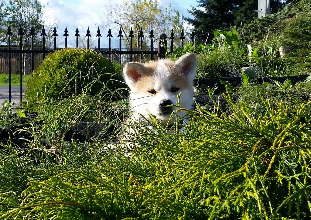 Akita Inu