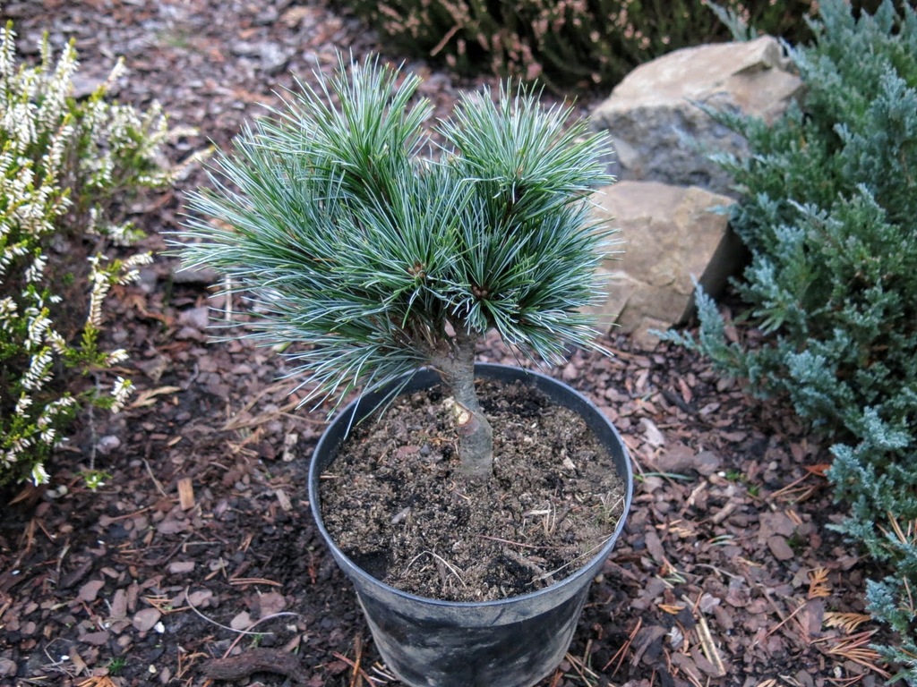 Pinus strobus 'Mary Butler' - unikat !!!
