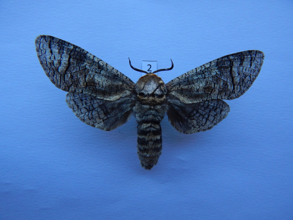Trociniarka czerwica (Cossus cossus) 2