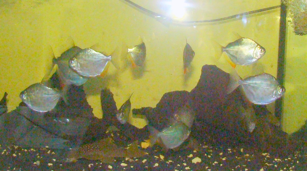 Płaskobok metynnis maculatus Wrocław