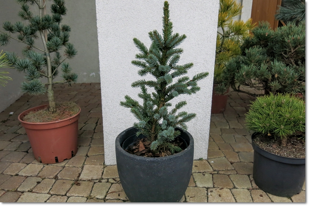 Picea jezoensis 'Landis'- Wspaniały !!!