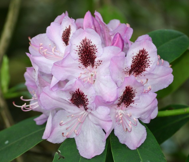Rhododendron 'Humboldt' - Różanecznik Z OCZKIEM !!