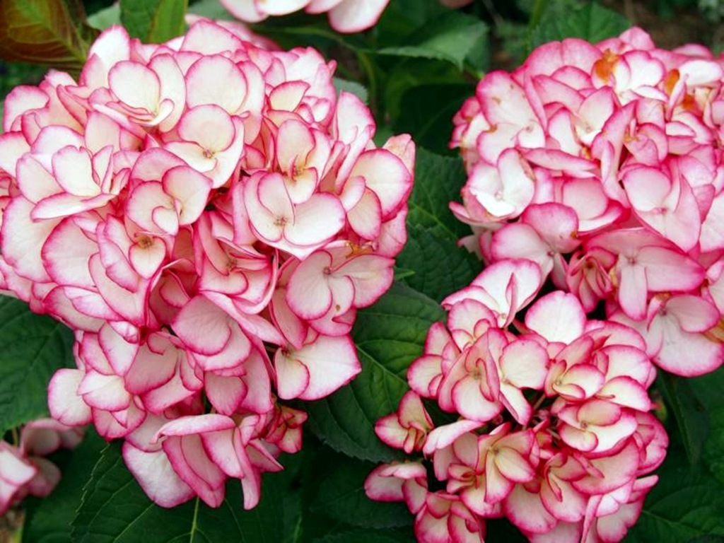 HYDRANGEA MACROPHYLLA 'SALSA' HORTENSJA OGRODOWA