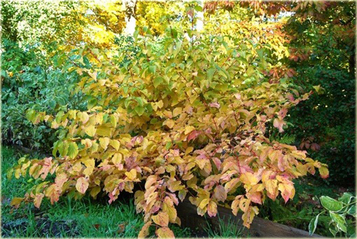 krzewy Dereń świdwa Winter Beauty Cornus sanguinea