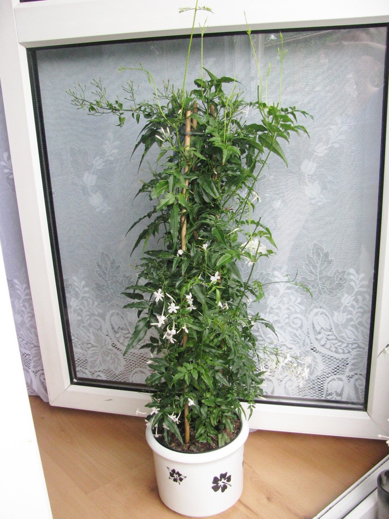 Jaśmin pnący Jasmin pachnące pnącze 85 cm OBNIZKA