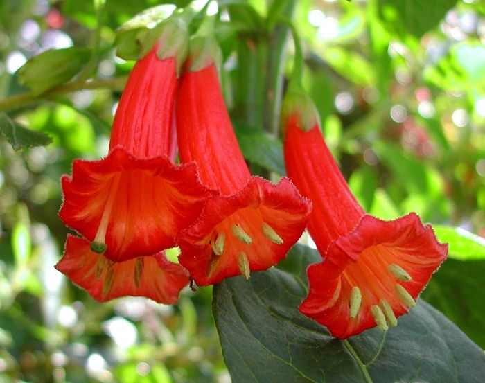 Iochroma fuchsioides-kwiaty minidatury