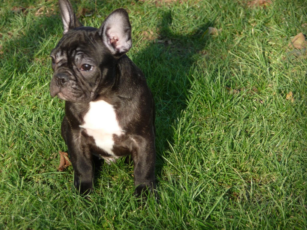 BULDOG FRANCUSKI  ,  BULDOGI FRANCUSKIE