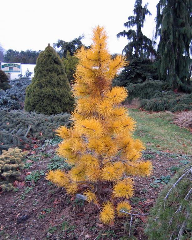 Pinus sylvestris 'Gold Coin' - Złota moneta !!!