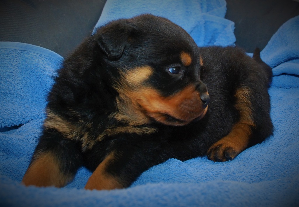 Rottweiler, rottweilery, mamy szczenięta !!
