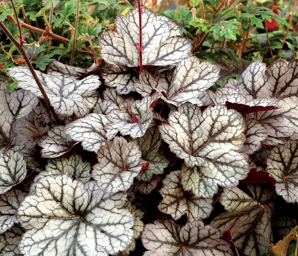 ŻURAWKA BIAŁA !!! NAJTANIEJ!!! 6985107540 oficjalne archiwum Allegro