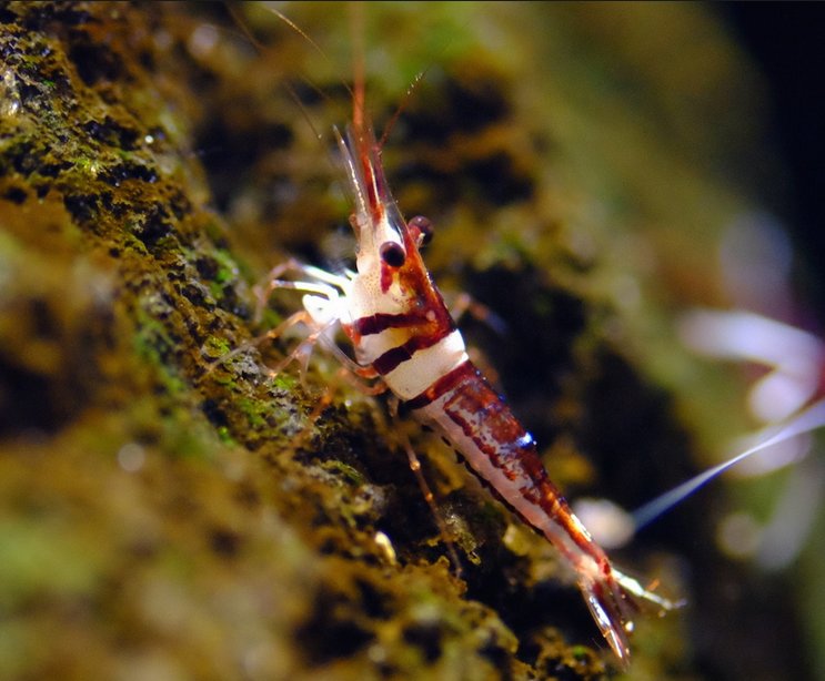 HARLEQUIN KREWETKA SULAWESI CARIDINA ARLEKIN EKH