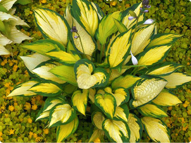 FUNKIA HOSTA ORANGE MARMALADE 1 SZT