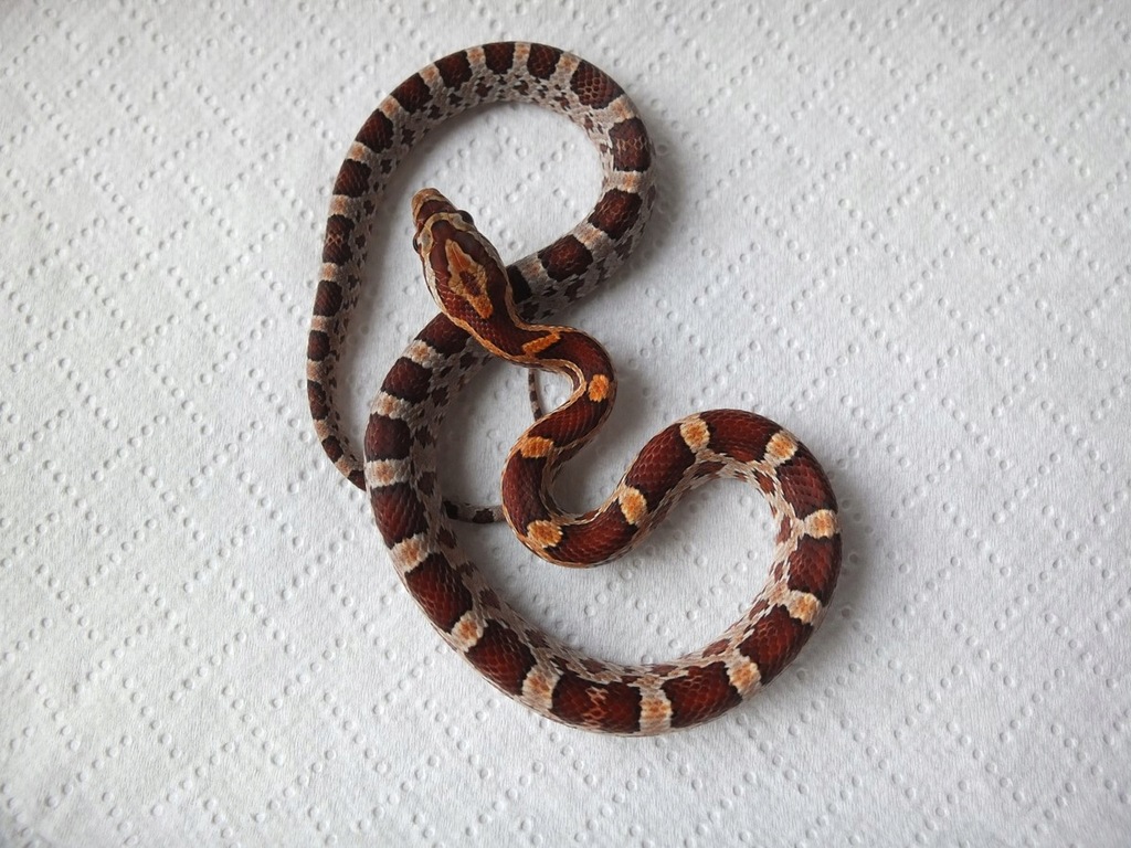 Węże zbożowe 100% het. SCALELESS, poss. het hypo
