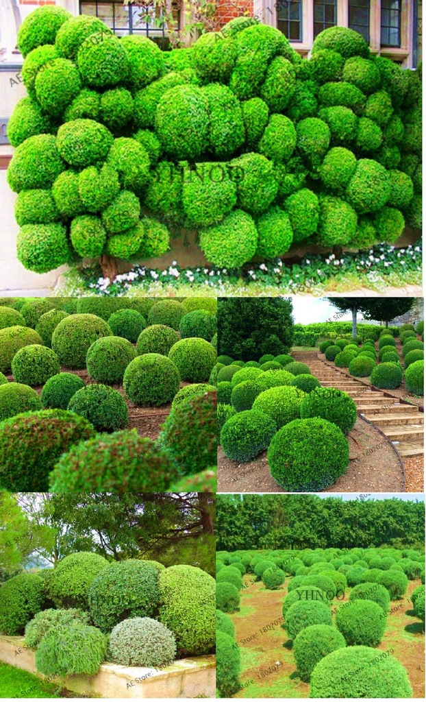 JAŁOWIEC KULISTY JUNIPER BALL nasiona 10 szt
