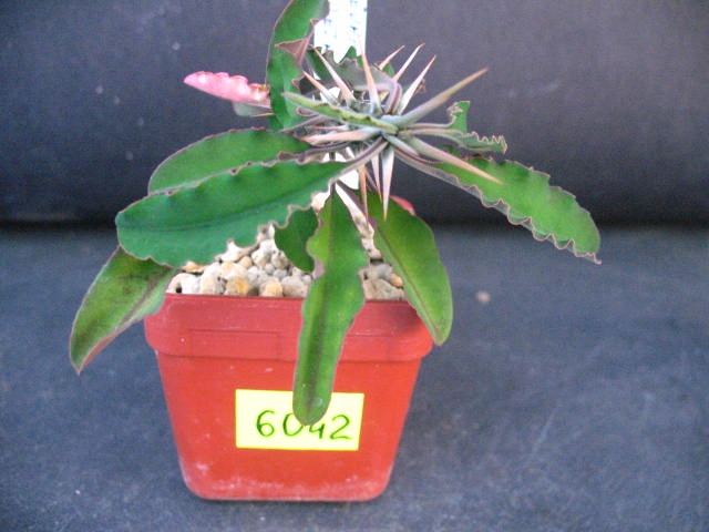 Kaktusy Euphorbia retrospina nr6042 don 6x6cm