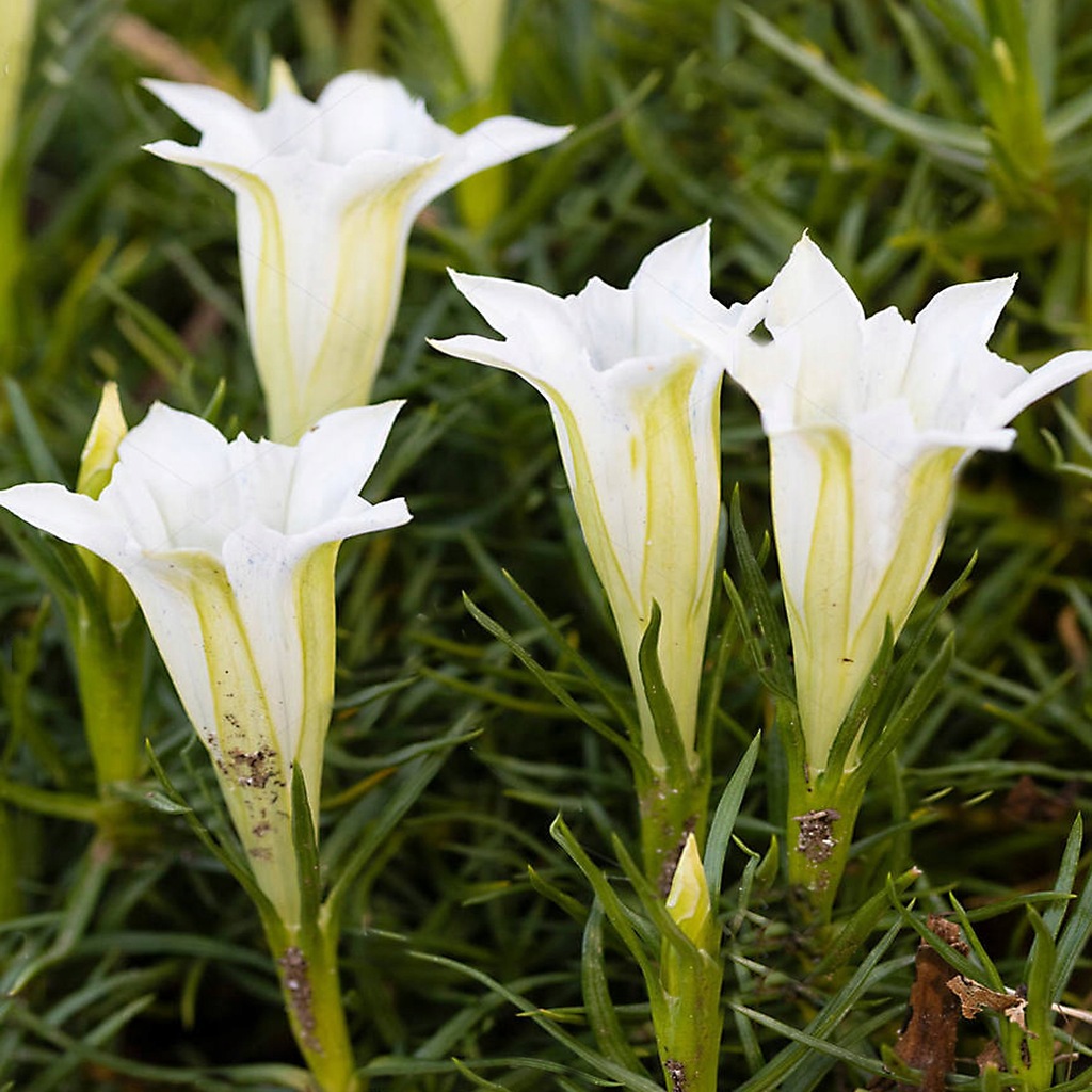 GORYCZKA CHIŃSKA BIAŁA jesienna Gentiana Alba