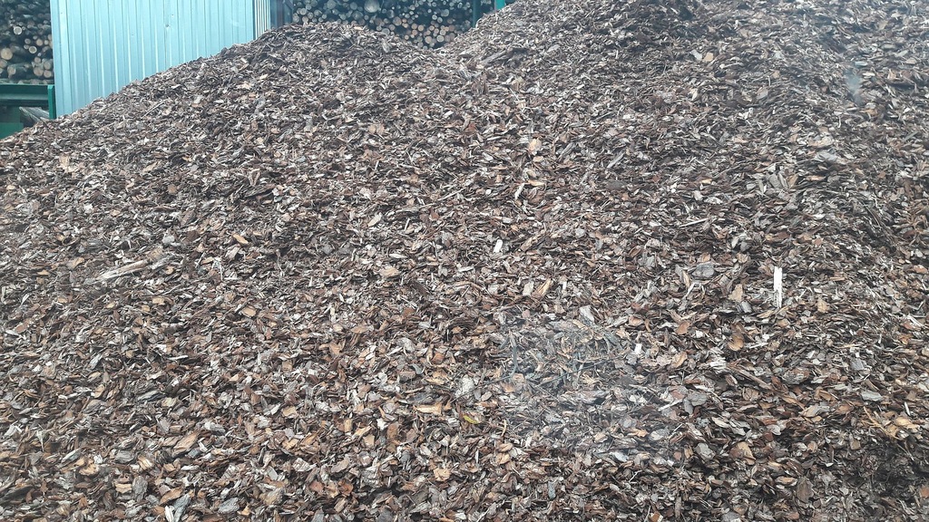 Kora sosnowa Luzem Częstochowa i okolice