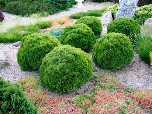 Żywotnik zachodni Tuja Thuja Tiny Tim