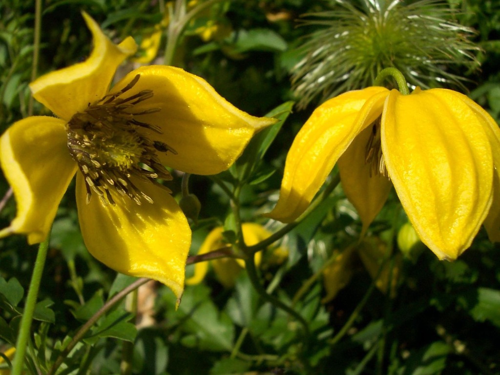 CLEMATIS- ŻÓŁTY -POWOJNIK Bill MacKenzie