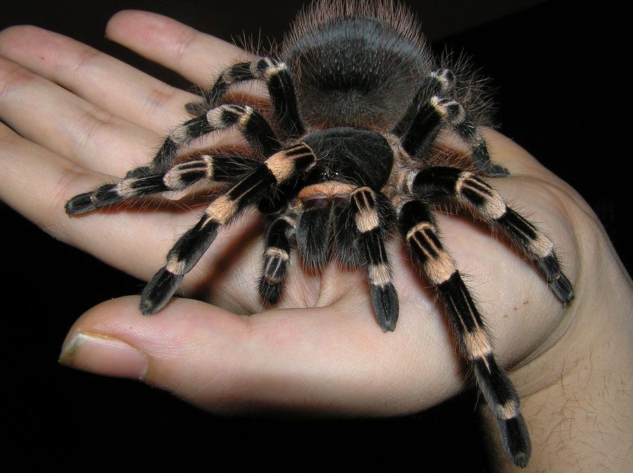 Acanthoscurria geniculata- genia,gienia L6 WYSYŁKA