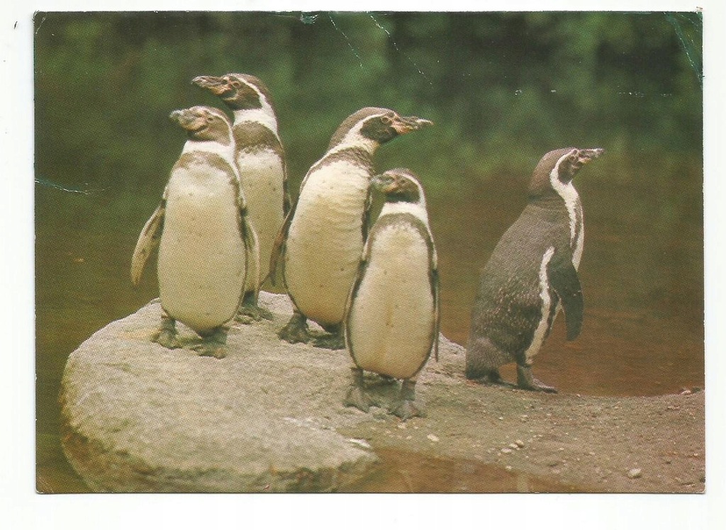 Gdańsk Oliwa ZOO pingwiny