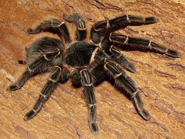 Lasiodora parahybana L2 ptasznik olbrzymi